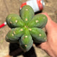 #EC173 EXACT Trichocereus Variety of Long Cuttings