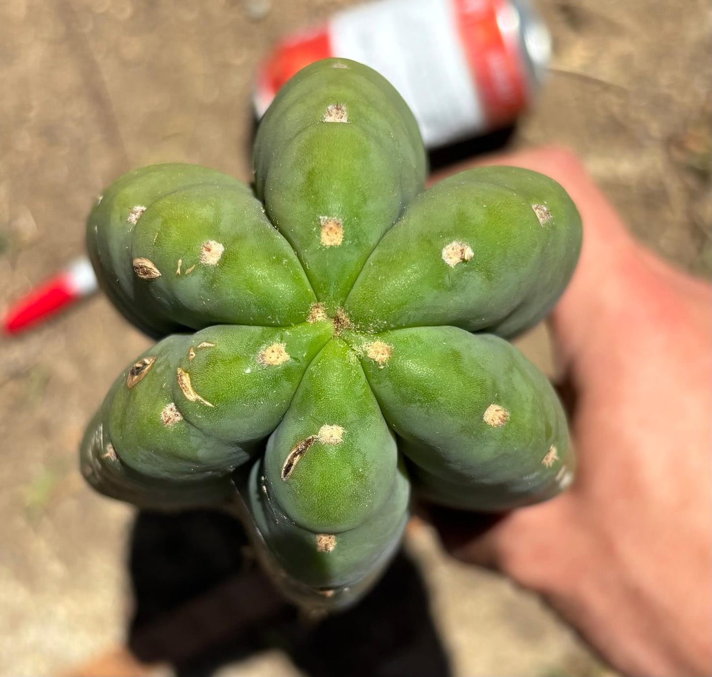 #EC173 EXACT Trichocereus Variety of Long Cuttings