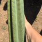 #EC173 EXACT Trichocereus Variety of Long Cuttings