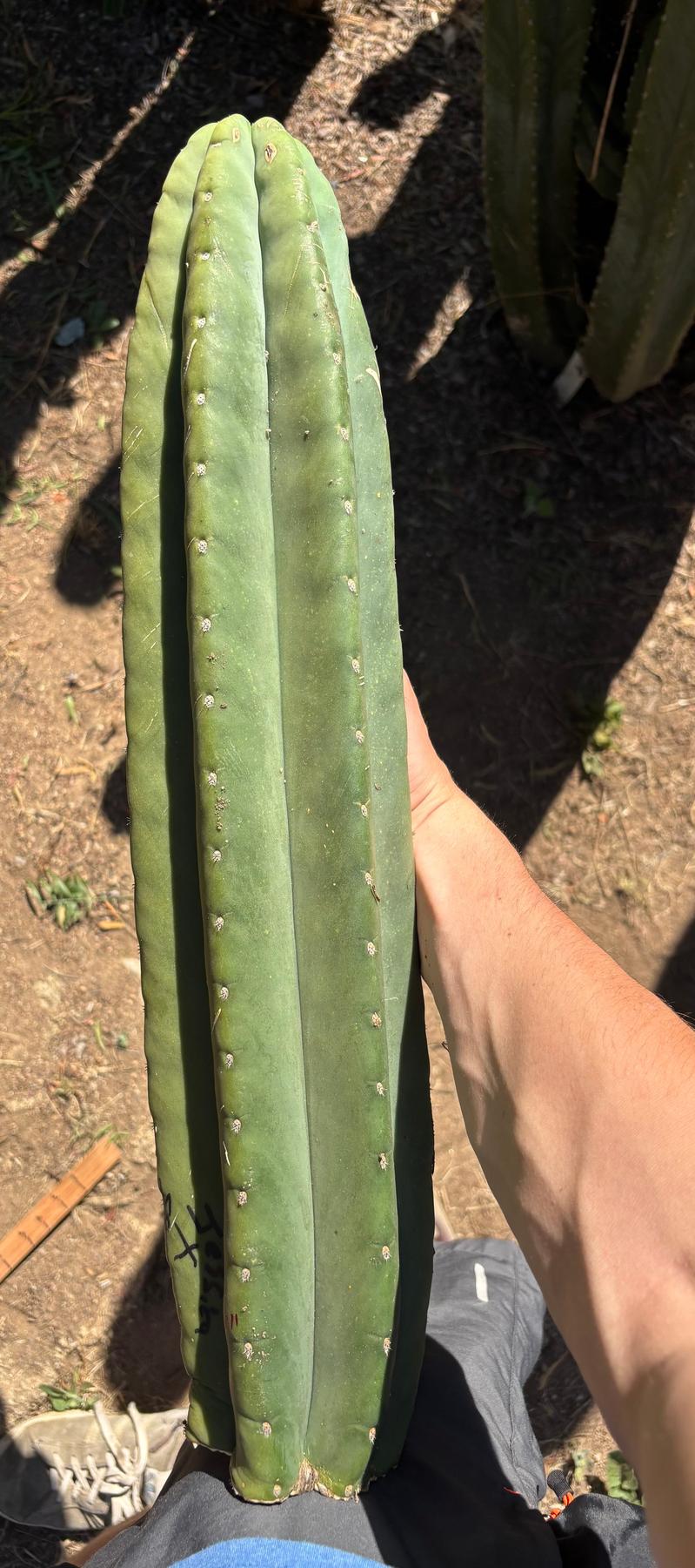 #EC173 EXACT Trichocereus Variety of Long Cuttings