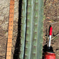 #EC173 EXACT Trichocereus Variety of Long Cuttings