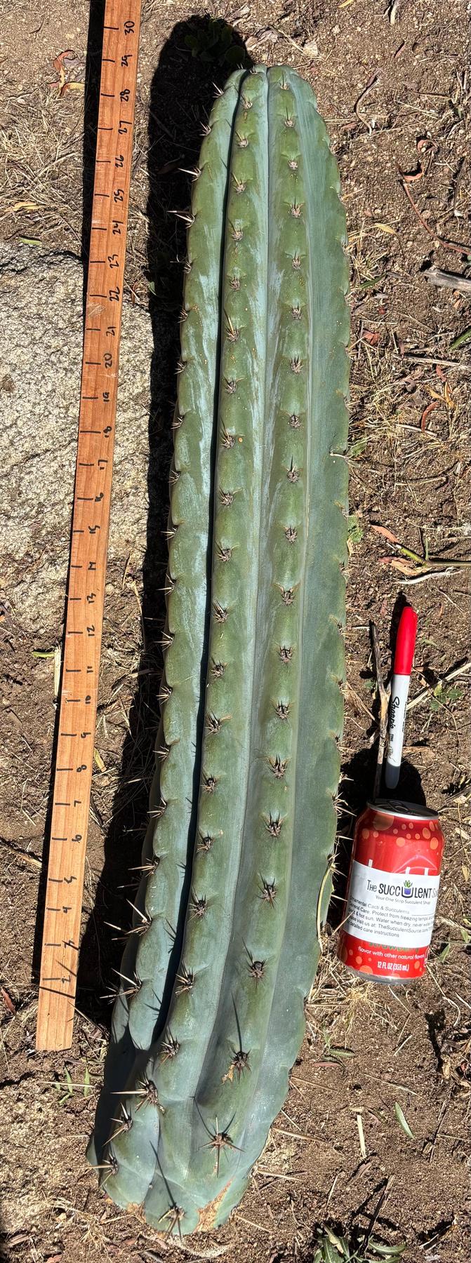 #EC173 EXACT Trichocereus Variety of Long Cuttings