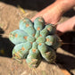 #EC173 EXACT Trichocereus Variety of Long Cuttings