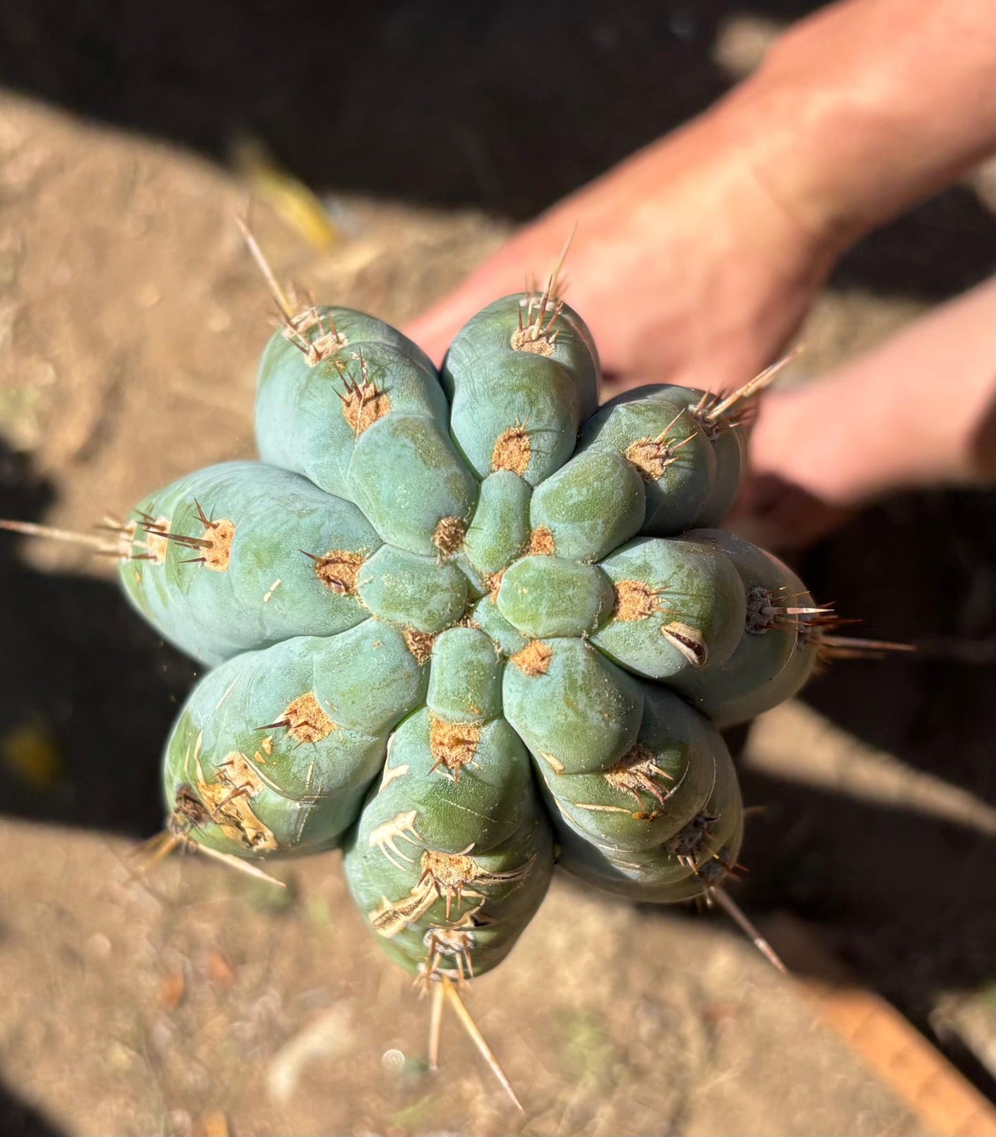 #EC173 EXACT Trichocereus Variety of Long Cuttings