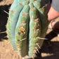 #EC173 EXACT Trichocereus Variety of Long Cuttings