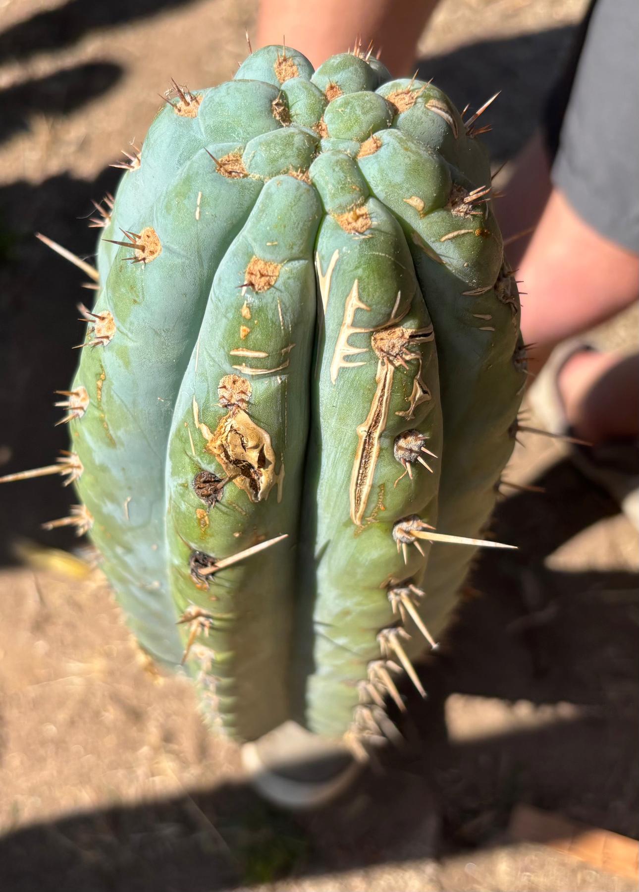 #EC173 EXACT Trichocereus Variety of Long Cuttings