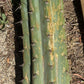 #EC173 EXACT Trichocereus Variety of Long Cuttings