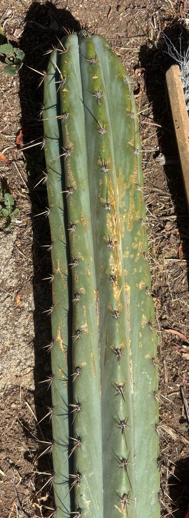 #EC173 EXACT Trichocereus Variety of Long Cuttings