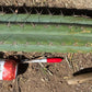 #EC173 EXACT Trichocereus Variety of Long Cuttings