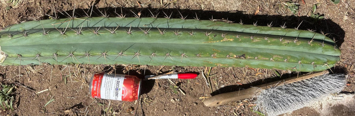 #EC173 EXACT Trichocereus Variety of Long Cuttings