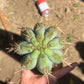 #EC173 EXACT Trichocereus Variety of Long Cuttings