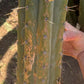 #EC173 EXACT Trichocereus Variety of Long Cuttings