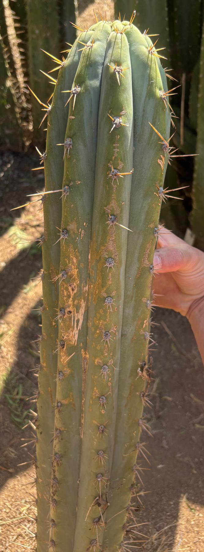 #EC173 EXACT Trichocereus Variety of Long Cuttings