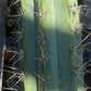 #EC173 EXACT Trichocereus Variety of Long Cuttings