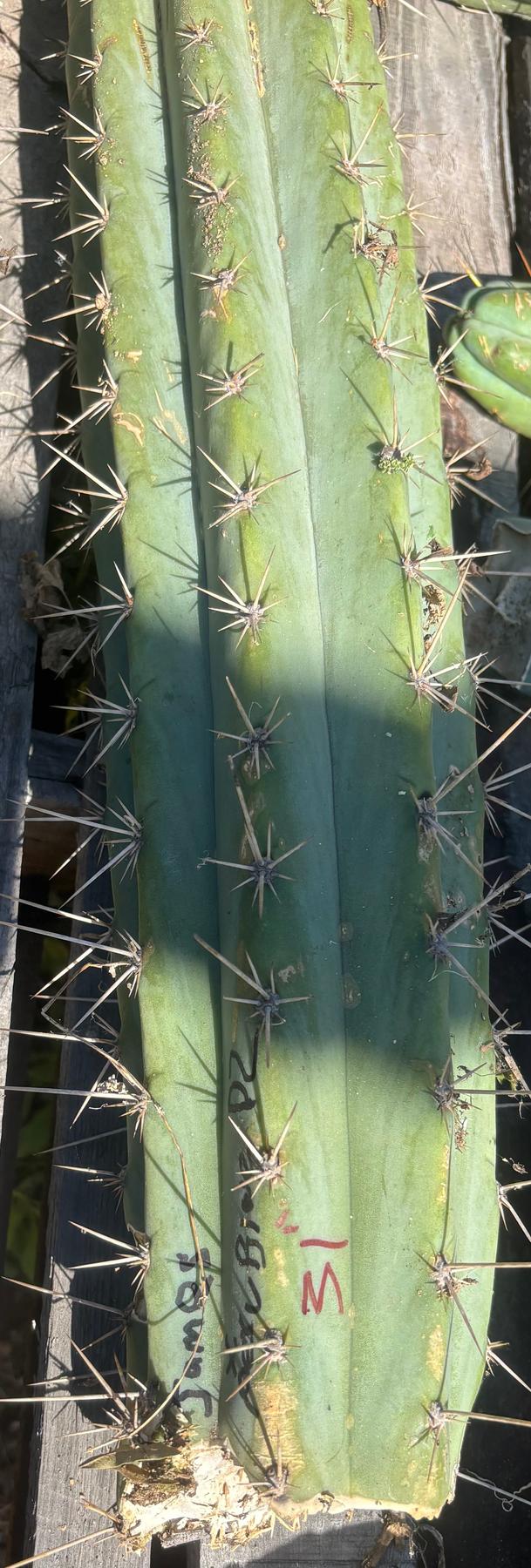#EC173 EXACT Trichocereus Variety of Long Cuttings