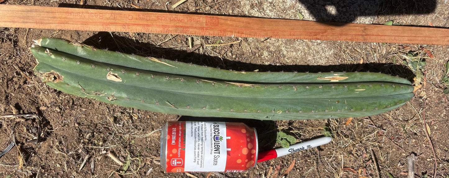 #EC173 EXACT Trichocereus Variety of Long Cuttings