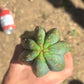 #EC173 EXACT Trichocereus Variety of Long Cuttings