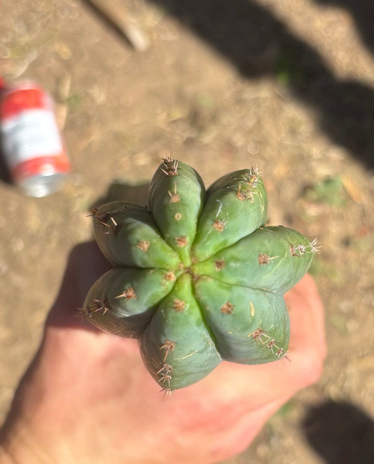 #EC173 EXACT Trichocereus Variety of Long Cuttings