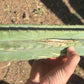 #EC173 EXACT Trichocereus Variety of Long Cuttings