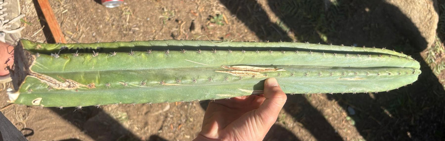 #EC173 EXACT Trichocereus Variety of Long Cuttings