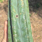 #EC173 EXACT Trichocereus Variety of Long Cuttings