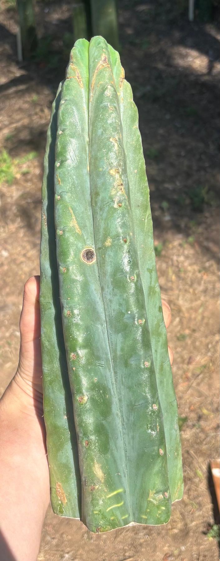 #EC173 EXACT Trichocereus Variety of Long Cuttings
