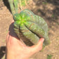 #EC173 EXACT Trichocereus Variety of Long Cuttings