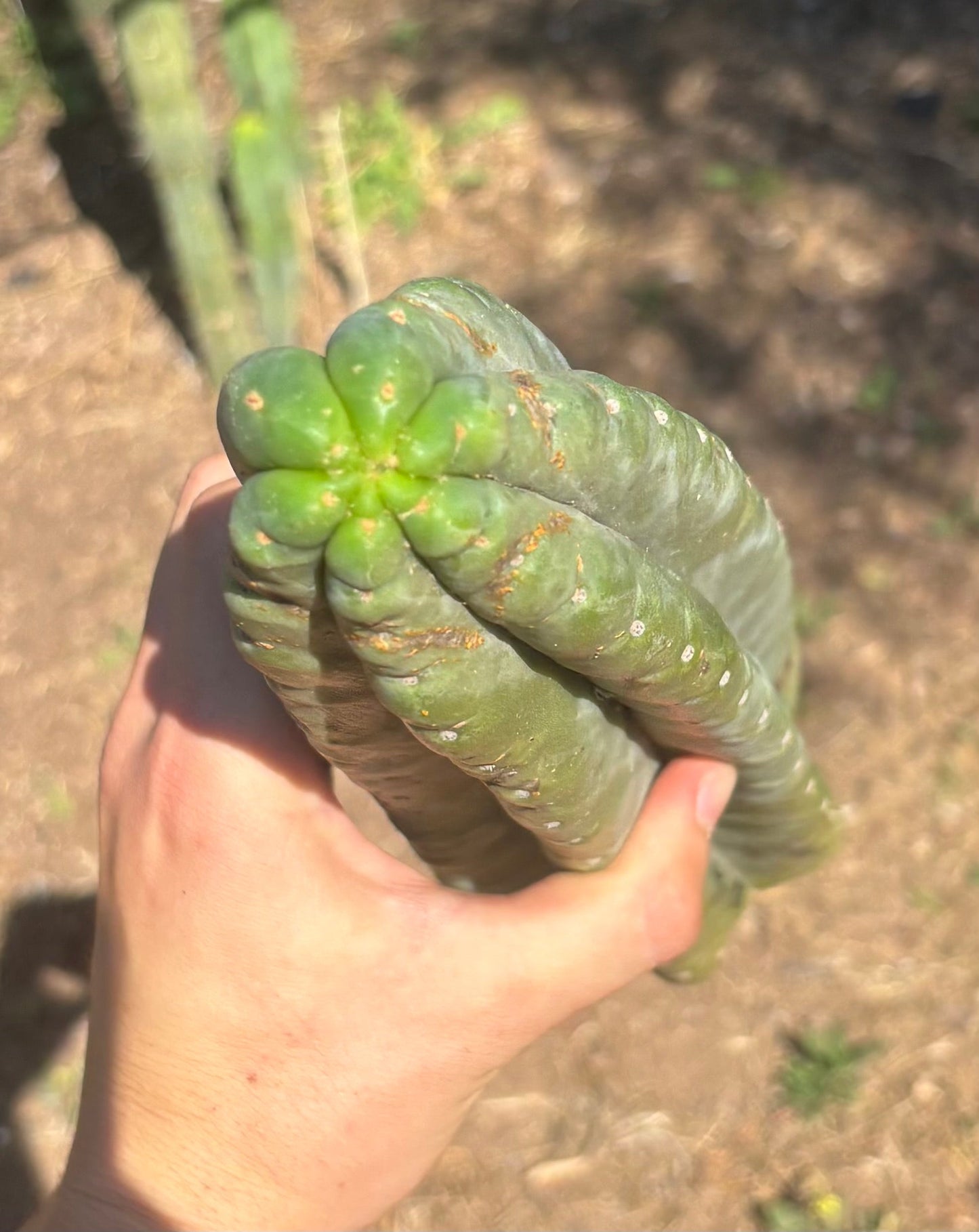 #EC173 EXACT Trichocereus Variety of Long Cuttings