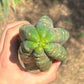 #EC173 EXACT Trichocereus Variety of Long Cuttings
