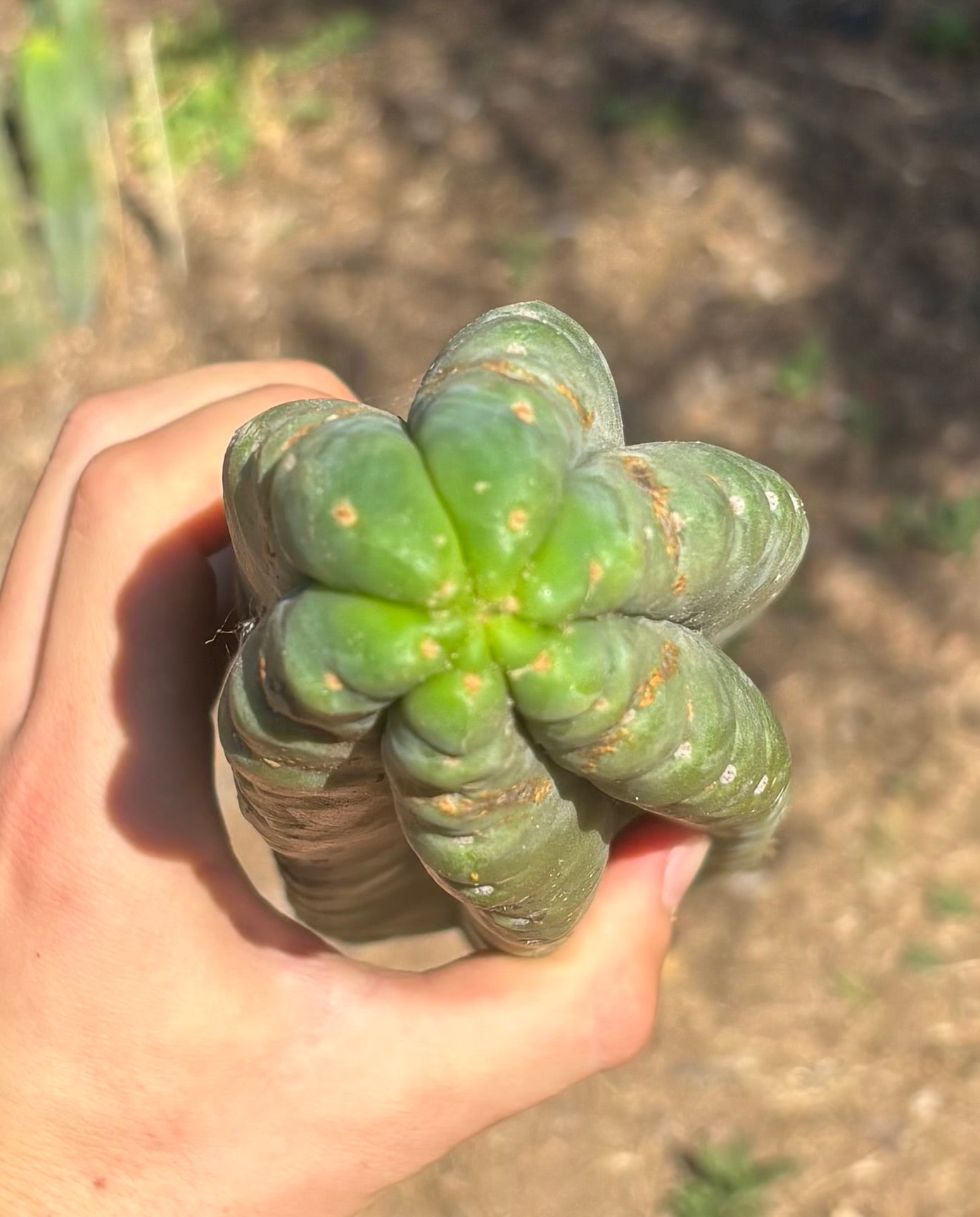 #EC173 EXACT Trichocereus Variety of Long Cuttings