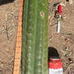 #EC173 EXACT Trichocereus Variety of Long Cuttings