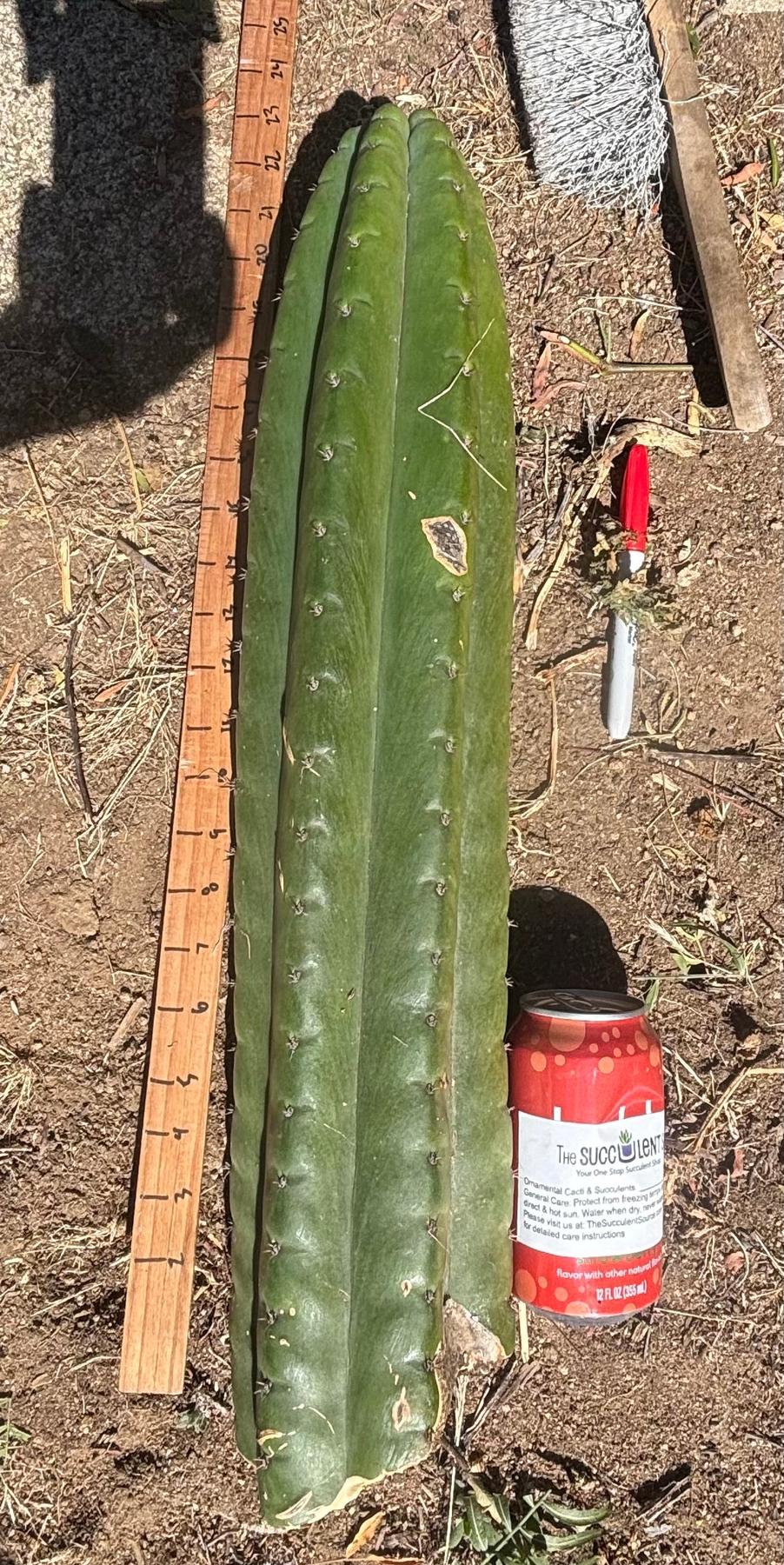 #EC173 EXACT Trichocereus Variety of Long Cuttings