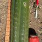 #EC173 EXACT Trichocereus Variety of Long Cuttings