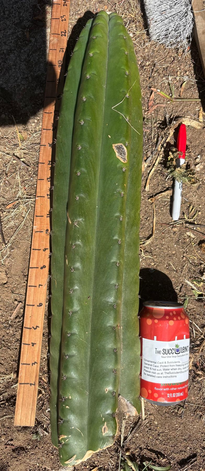 #EC173 EXACT Trichocereus Variety of Long Cuttings