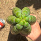 #EC173 EXACT Trichocereus Variety of Long Cuttings