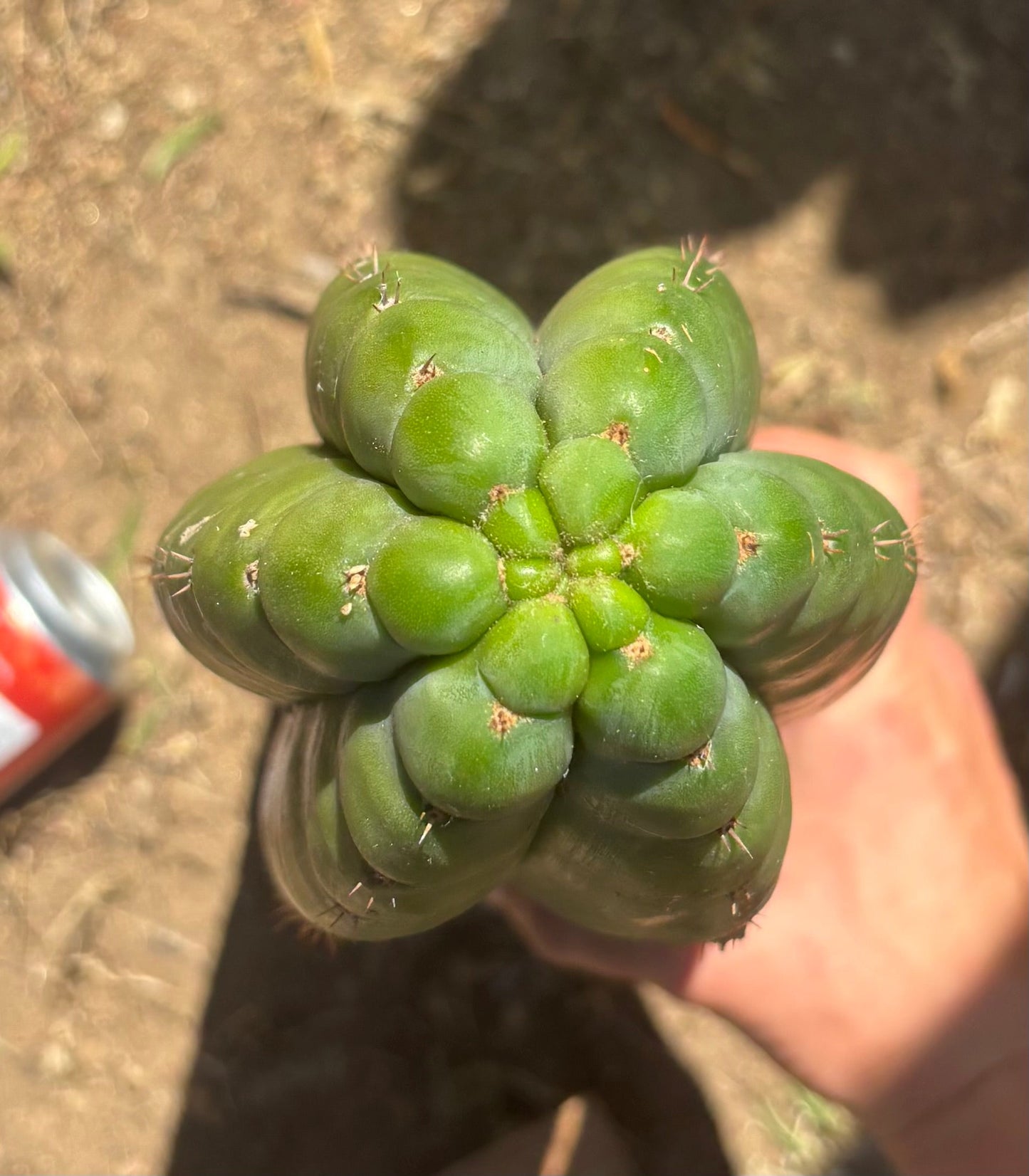 #EC173 EXACT Trichocereus Variety of Long Cuttings