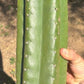 #EC173 EXACT Trichocereus Variety of Long Cuttings