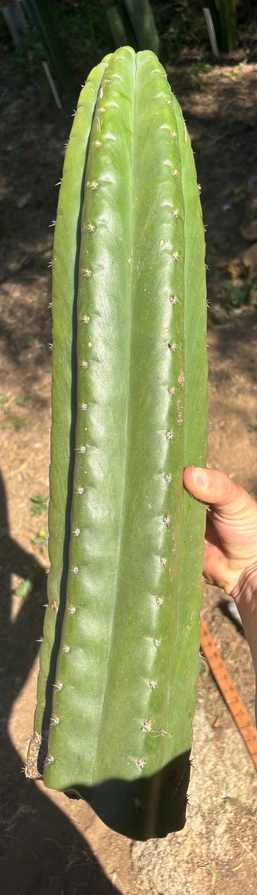 #EC173 EXACT Trichocereus Variety of Long Cuttings