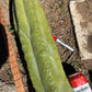 #EC173 EXACT Trichocereus Variety of Long Cuttings