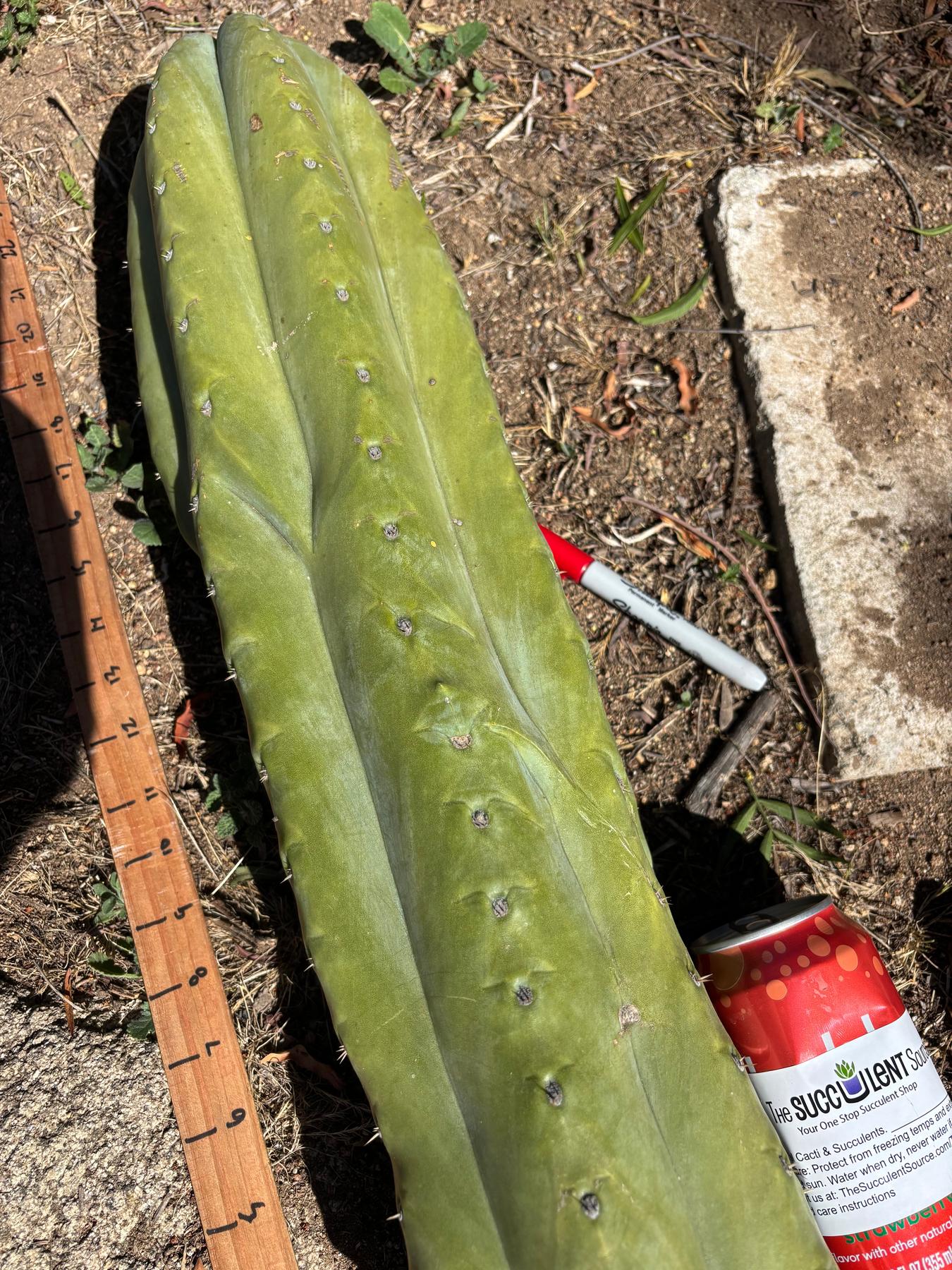 #EC173 EXACT Trichocereus Variety of Long Cuttings