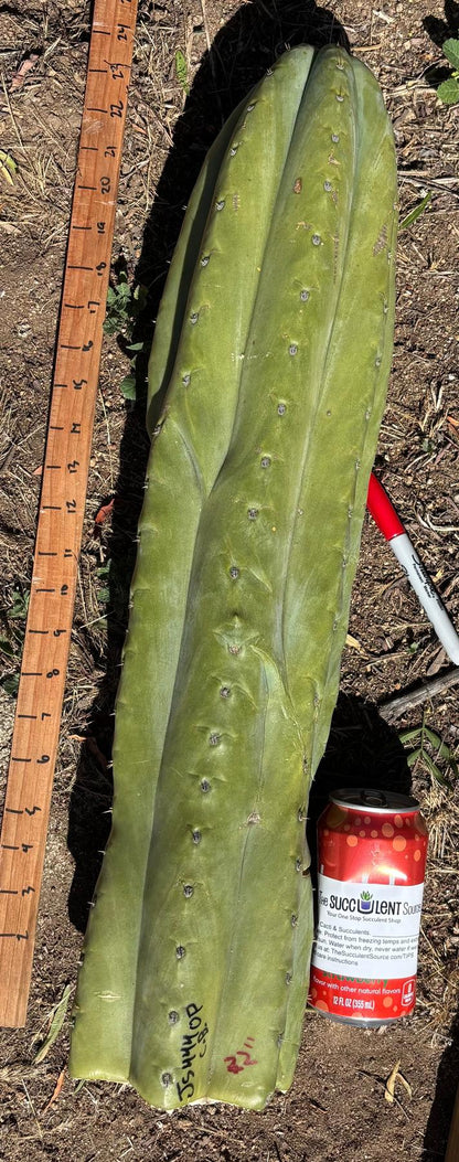 #EC173 EXACT Trichocereus Variety of Long Cuttings