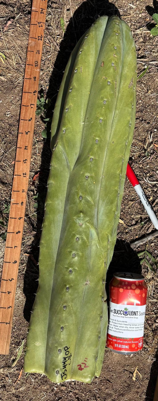 #EC173 EXACT Trichocereus Variety of Long Cuttings
