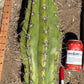 #EC173 EXACT Trichocereus Variety of Long Cuttings