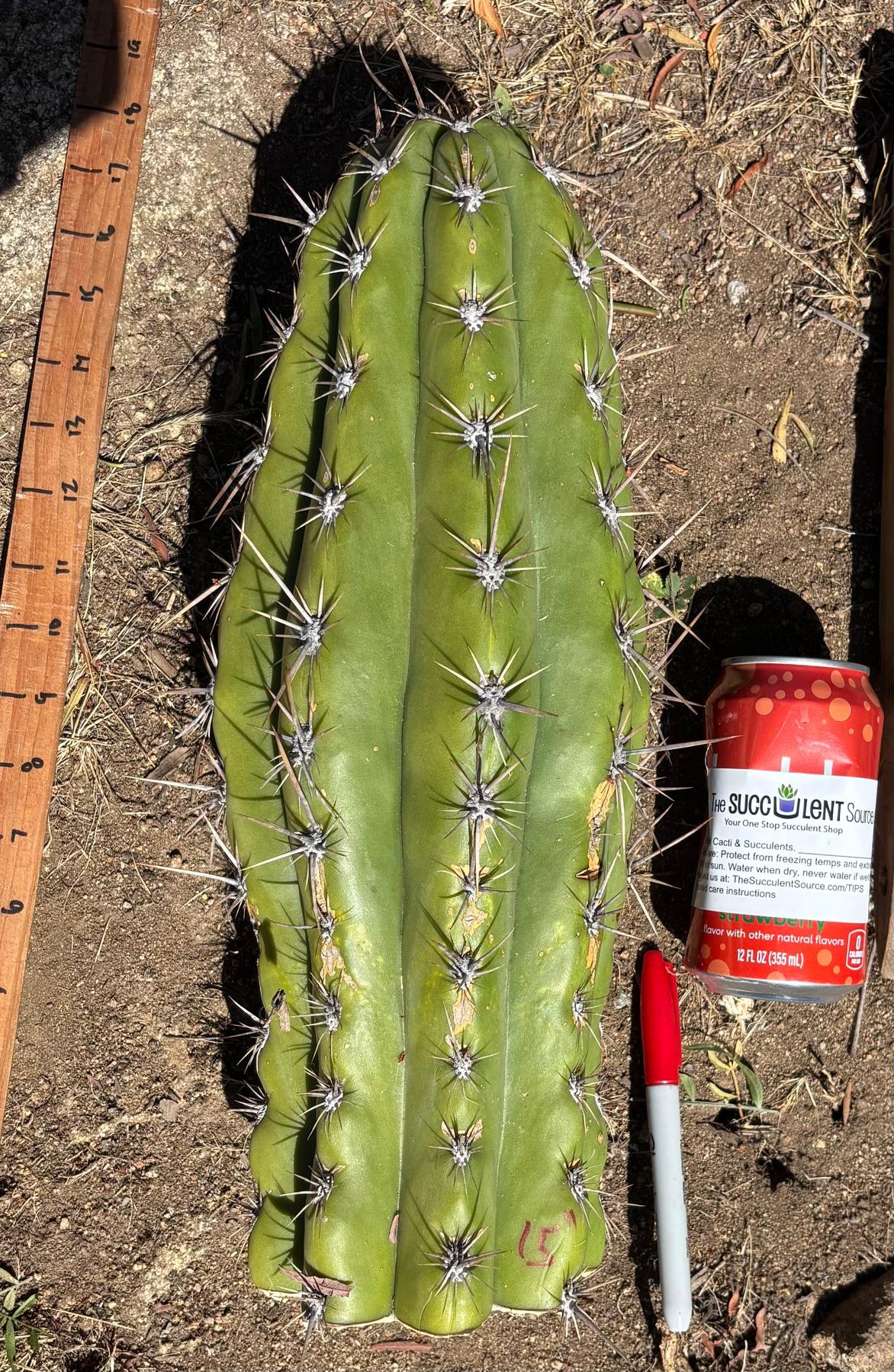 #EC173 EXACT Trichocereus Variety of Long Cuttings