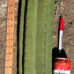 #EC173 EXACT Trichocereus Variety of Long Cuttings