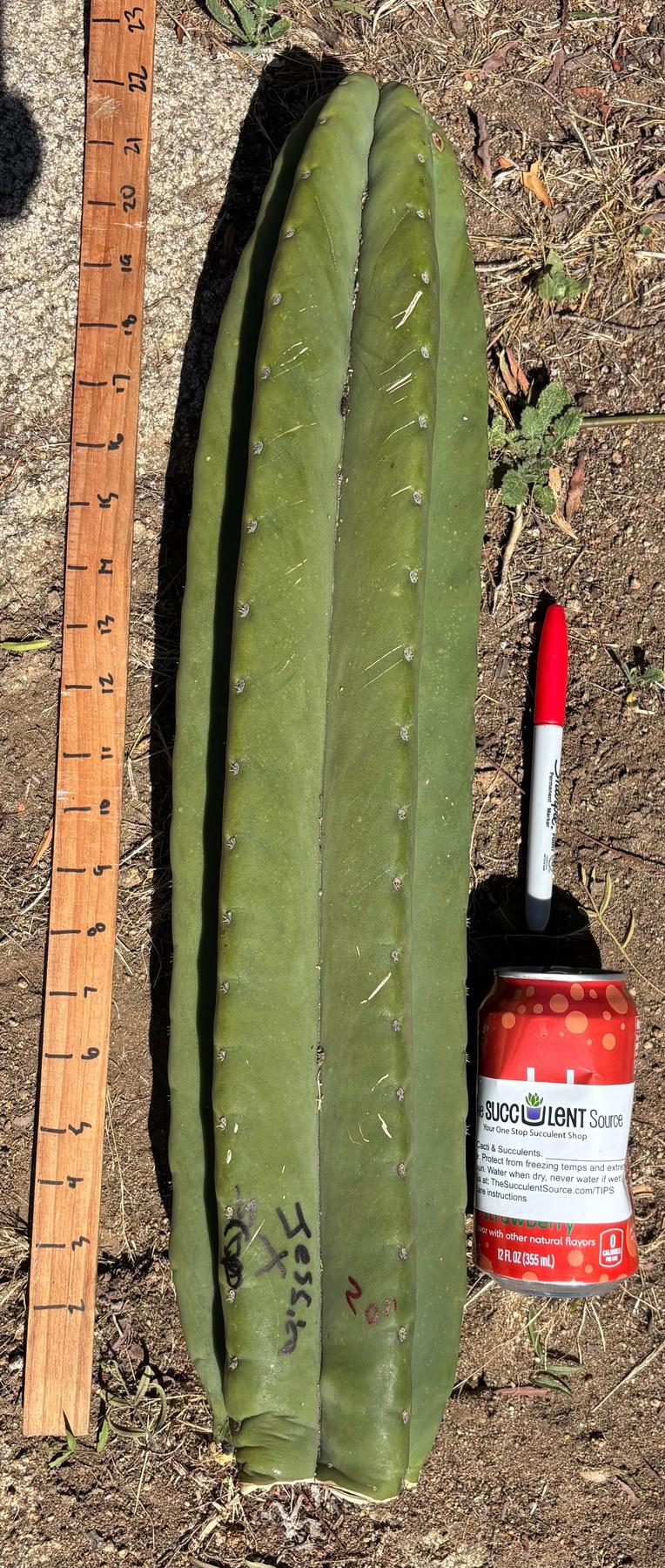 #EC173 EXACT Trichocereus Variety of Long Cuttings