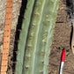 #EC173 EXACT Trichocereus Variety of Long Cuttings