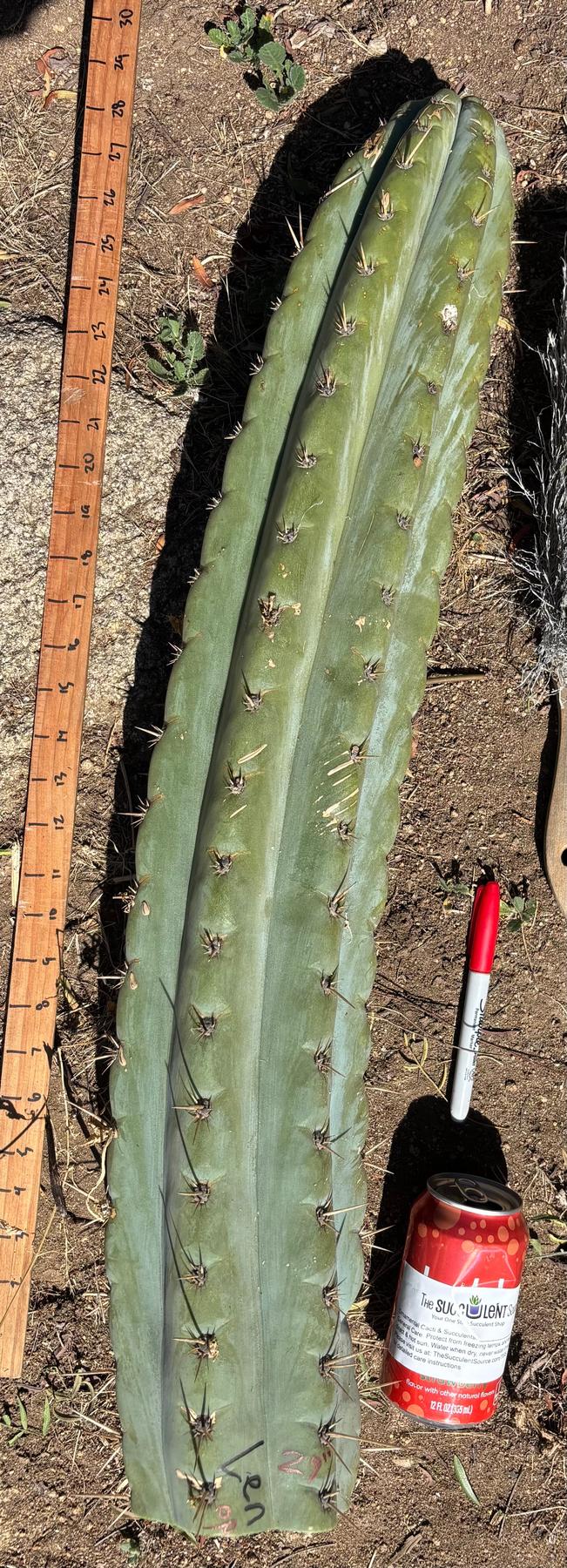 #EC173 EXACT Trichocereus Variety of Long Cuttings