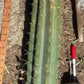 #EC173 EXACT Trichocereus Variety of Long Cuttings