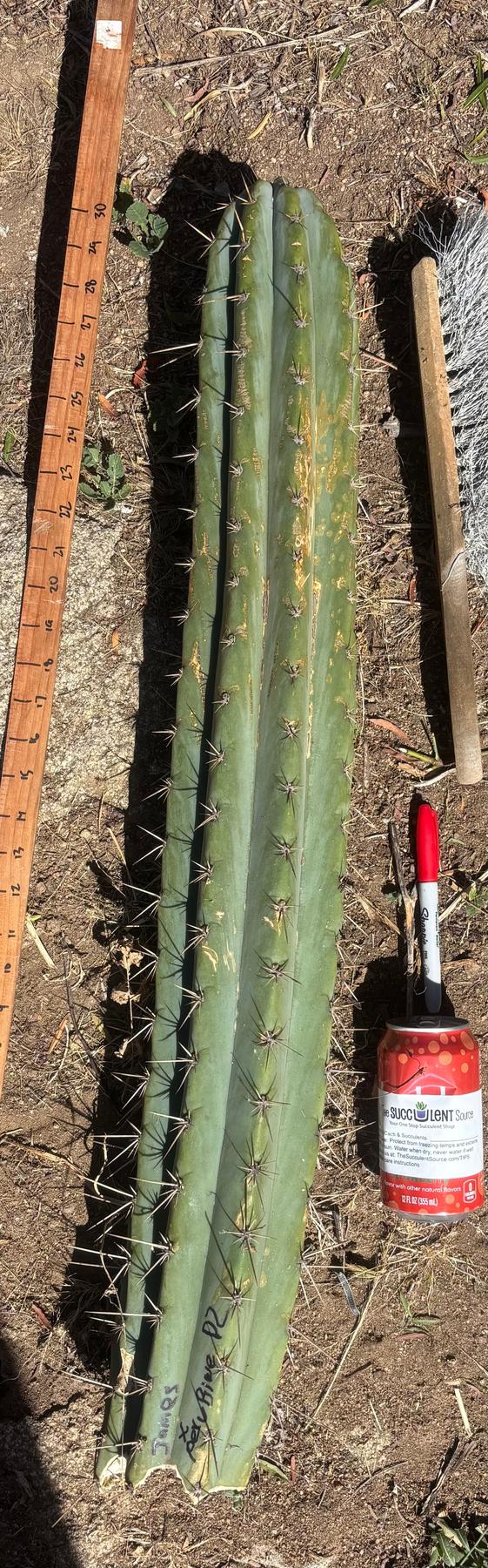 #EC173 EXACT Trichocereus Variety of Long Cuttings